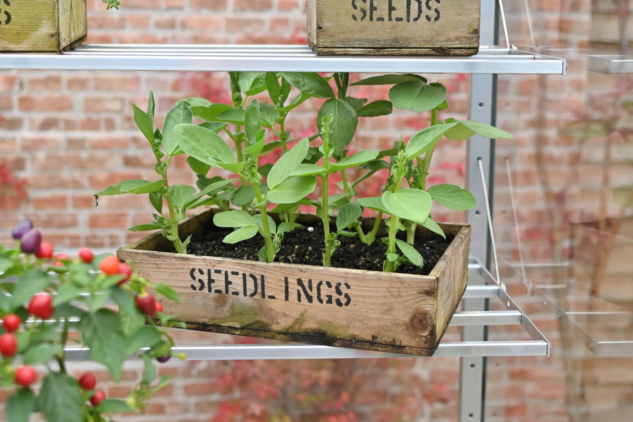 Image shows inside the greenhouse, a zoomed in image of one of the plants, these plants are in a box with Seedlings written on the front. 