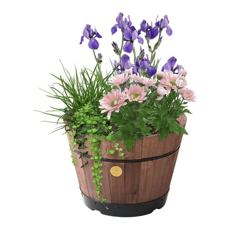 Wooden barrel planter with vibrant flowers and greenery for garden or patio