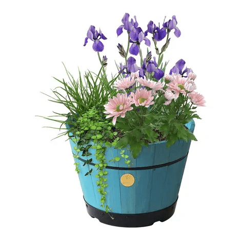 Build a Barrel Kit with blooming purple irises, pink daisies, and lush green plants in a blue barrel planter for garden or patio.